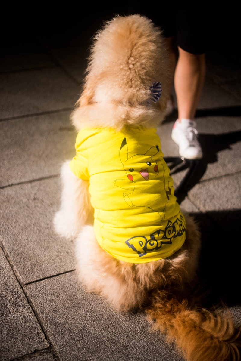 Illustration for article titled In Photos: 2,000 Dancing Pikachus (And Their Fans) Take Over Yokohama, Japan